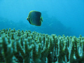   Butterflyfish caught off guard swimming some plate coral  